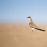 Pernice di mare - Collared pratincole (Glareola pratincola)