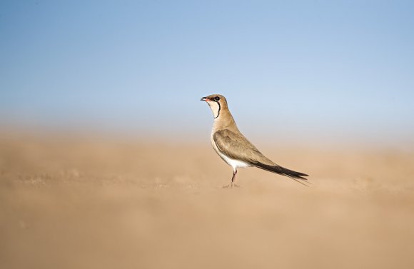 Pernice di mare - Collared pratincole (Glareola pratincola)