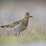 Piviere Dorato -  European golden plover (Pluvialis apricaria)