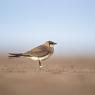 Pernice di mare - Collared pratincole (Glareola pratincola)