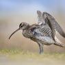 Chiurlo piccolo -  Whimbrel (Numenius phaeopus)