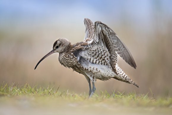 Chiurlo piccolo -  Whimbrel (Numenius phaeopus)