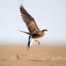 Pernice di mare - Collared pratincole (Glareola pratincola)