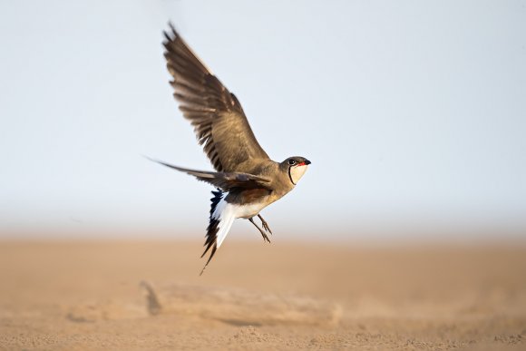 Pernice di mare - Collared pratincole (Glareola pratincola)