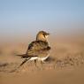 Pernice di mare - Collared pratincole (Glareola pratincola)