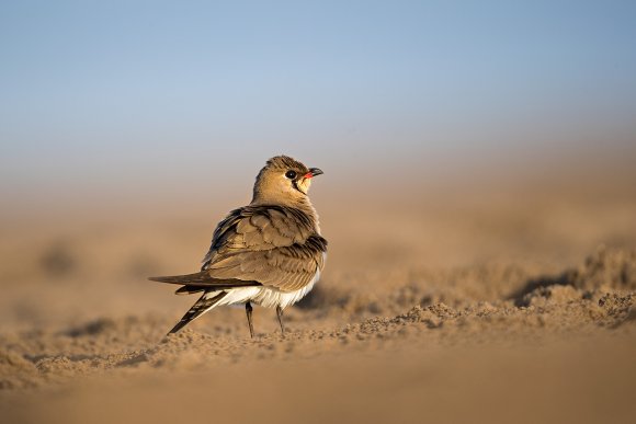 Pernice di mare - Collared pratincole (Glareola pratincola)