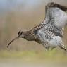 Chiurlo piccolo -  Whimbrel (Numenius phaeopus)