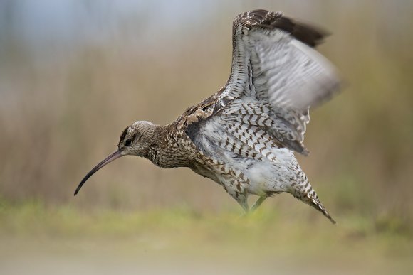 Chiurlo piccolo -  Whimbrel (Numenius phaeopus)