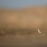 Kentish plover (Charadrius alexandrinus)