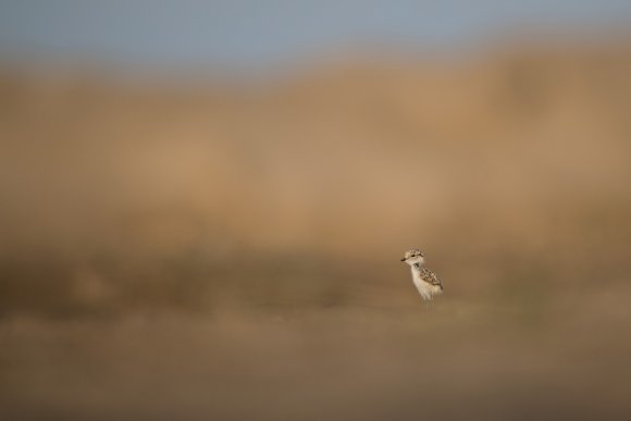 Kentish plover (Charadrius alexandrinus)