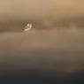 Kentish plover (Charadrius alexandrinus)