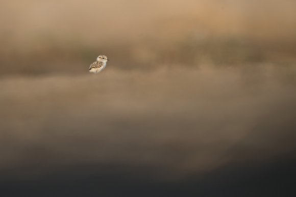 Kentish plover (Charadrius alexandrinus)