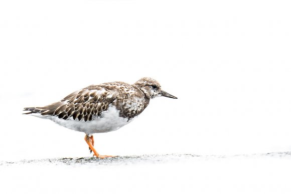 Voltapietre - Ruddy turnstone (Arenaria interpres)