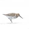 Piovanello pancia nera - Dunlin (Calidris alpina)