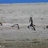 Beccaccia di mare americana - American oystercatcher (Haematopus palliatus)