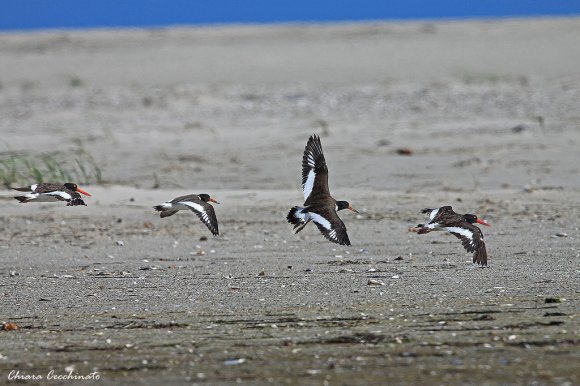 Beccaccia di mare americana - American oystercatcher (Haematopus palliatus)