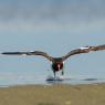 Beccaccia di mare americana - American oystercatcher (Haematopus palliatus)