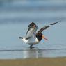 Beccaccia di mare americana - American oystercatcher (Haematopus palliatus)