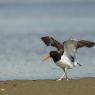 Beccaccia di mare americana - American oystercatcher (Haematopus palliatus)