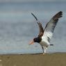 Beccaccia di mare americana - American oystercatcher (Haematopus palliatus)