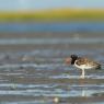 Beccaccia di mare americana - American oystercatcher (Haematopus palliatus)