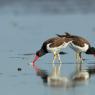 Beccaccia di mare americana - American oystercatcher (Haematopus palliatus)