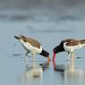 Beccaccia di mare americana - American oystercatcher (Haematopus palliatus)