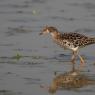 Combattente - Ruff (Philomachus pugnax)