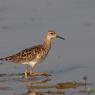 Combattente - Ruff (Philomachus pugnax)