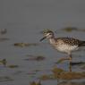 Piro piro boschereccio - wood sandpiper (Tringa glareola)