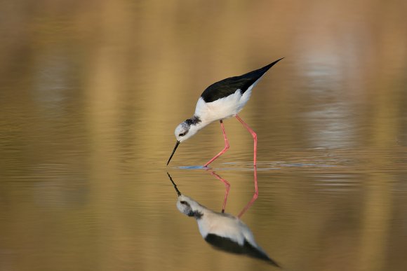 Cavaliere d'Italia - Black winged stilt (Himantopus himantopus)