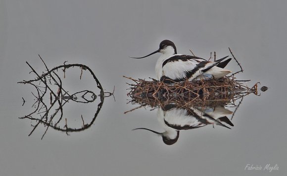 Avocetta - Pied avocet (Recurvirostra avosetta)