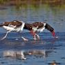 Beccaccia di mare americana - American oystercatcher (Haematopus palliatus)