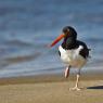 Beccaccia di mare americana - American oystercatcher (Haematopus palliatus)