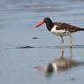 Beccaccia di mare americana - American oystercatcher (Haematopus palliatus)