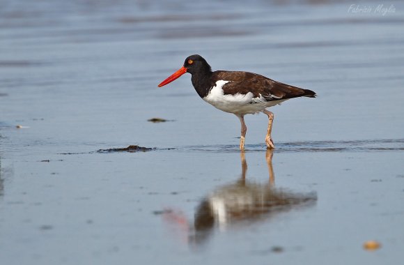 Beccaccia di mare americana - American oystercatcher (Haematopus palliatus)
