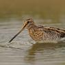 Beccaccino - Common Snipe (Gallinago gallinago)