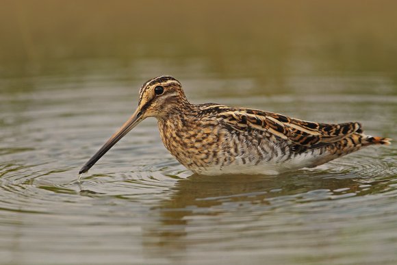 Beccaccino - Common Snipe (Gallinago gallinago)