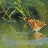 Beccaccino - Common Snipe (Gallinago gallinago)