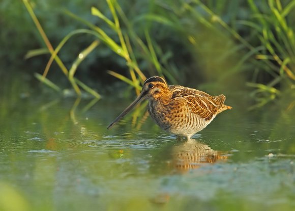 Beccaccino - Common Snipe (Gallinago gallinago)