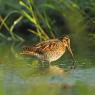 Beccaccino - Common Snipe (Gallinago gallinago)