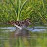 Beccaccino - Common Snipe (Gallinago gallinago)