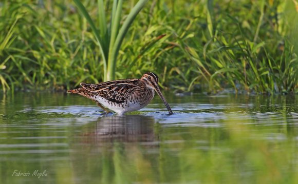 Beccaccino - Common Snipe (Gallinago gallinago)