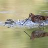 Beccaccino - Common Snipe (Gallinago gallinago)