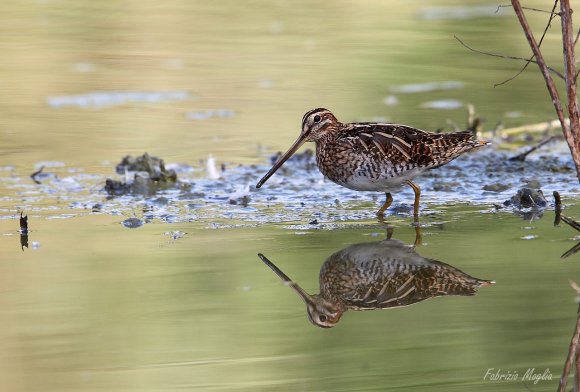 Beccaccino - Common Snipe (Gallinago gallinago)