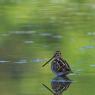 Beccaccino - Common Snipe (Gallinago gallinago)