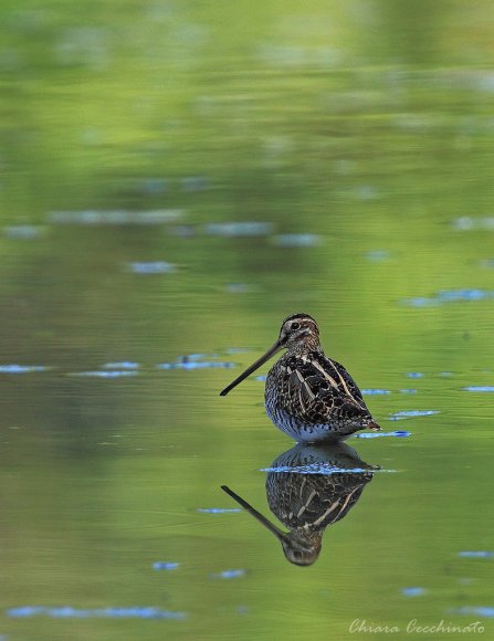 Beccaccino - Common Snipe (Gallinago gallinago)