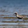 Pivieressa - Grey plover (Pluvialis squatarola)