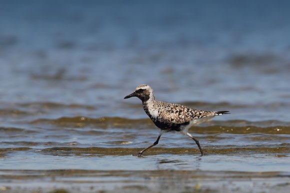 Pivieressa - Grey plover (Pluvialis squatarola)