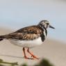 Voltapietre - Ruddy turnstone (Arenaria interpres)